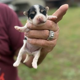 Mrs Santa - Black & tan tri-color female Morkie puppy in Oakland, Kentucky from Imperial Dogs