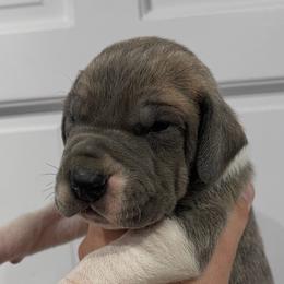 Roman Candle - Blue brindle male Great Dane puppy in Florida from Beachside Kennels