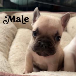 Arlo - Fawn male French Bulldog puppy in Union City, Tennessee from West Tennesse Frenchies