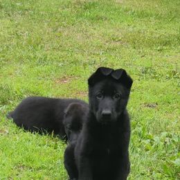 Forest - Black male German Shepherd puppy in White Cloud, Michigan from Von WestLynn German Shepherds