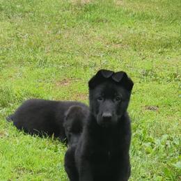 Forest - Black male German Shepherd puppy in White Cloud, Michigan from Von WestLynn German Shepherds