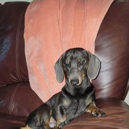 Sully - Dachshund