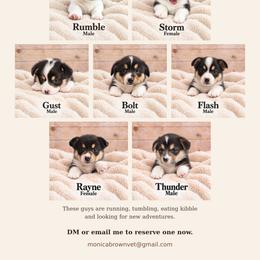 Pembroke Welsh Corgi Puppies from Dash'n Corgis of AZ