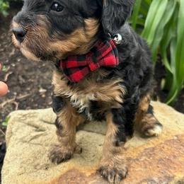 Chris - Phantom male Bernedoodle puppy in Mint Hill, North Carolina from DoodleForever