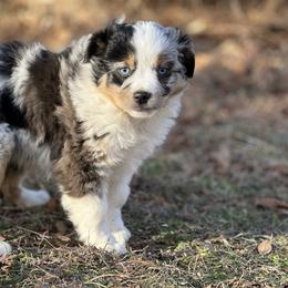Belle - Blue merle female Miniature Australian Shepherd puppy in Natural Dam, Arkansas from Natural State Aussies