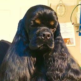 Cocker Spaniels and Shih Tzus from Newsong Cockers & Shih Tzu