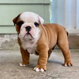 Bulldogs from Sittingbullies