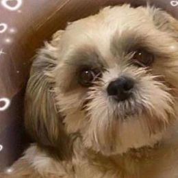 Leon - Shih Tzu