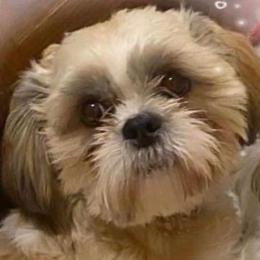 Leon - Shih Tzu