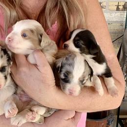 Miniature Australian Shepherd Puppies from Rowdy Ranch Tx