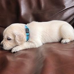 Male pick 3 - Light golden male Golden Retriever puppy in Waterford, Pennsylvania from Living on Faiths Golden Retrievers