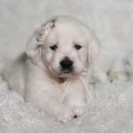 Golden Retriever Puppies from Lovasi Goldens