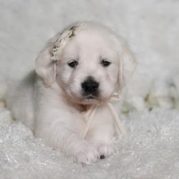 Golden Retriever Puppies from Lovasi Goldens