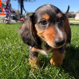 AKC - Zippy - Dapple male Dachshund puppy in Omaha, Nebraska from Colorful Dachshunds