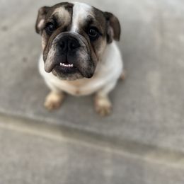 Bulldog Puppies from Castle Manor Bulldogs
