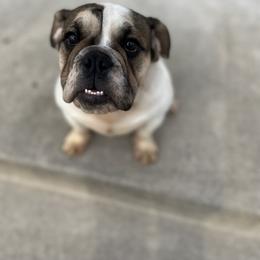 Bulldog Puppies from Castle Manor Bulldogs