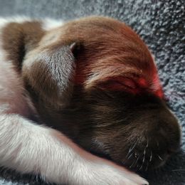 Girl 5 - female German Shorthaired Pointer puppy in Meriden, Kansas from Hull's GSPs
