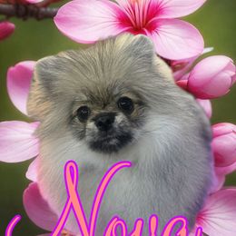 Nova - Pomeranian