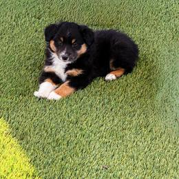 Ace - Black tri male Miniature Australian Shepherd puppy in Apache Junction, Arizona from Circle T Mini Aussies