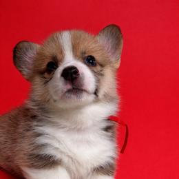 Red collar - Sable male Pembroke Welsh Corgi puppy in Poulsbo, Washington from Central Valley kennel