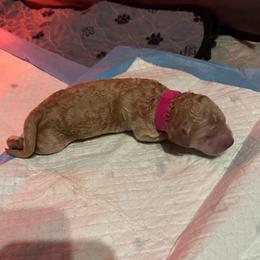 Glory - Apricot female Goldendoodle puppy in Prosperity, Pennsylvania from Stelladoodles & Company