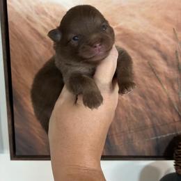 Jersey - Chocolate and tan female Pomeranian puppy in Inola, Oklahoma from My Bella’s Pomeranians