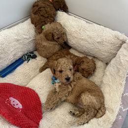 Poodle Puppies from Bruno & Co. Puppies