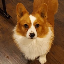 Pembroke Welsh Corgis from The Painted Pup