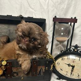Moana - Liver and white female Shih Tzu puppy in Lakeland, Florida from The Townsend Tzu