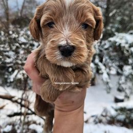 Snowball - Apricot male Goldendoodle puppy in Pennsylvania from Pennsylvanian Puppies