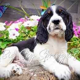 Boy 7 - Black white and tan male English Springer Spaniel puppy in Great Falls, Montana from Big Sky Springers
