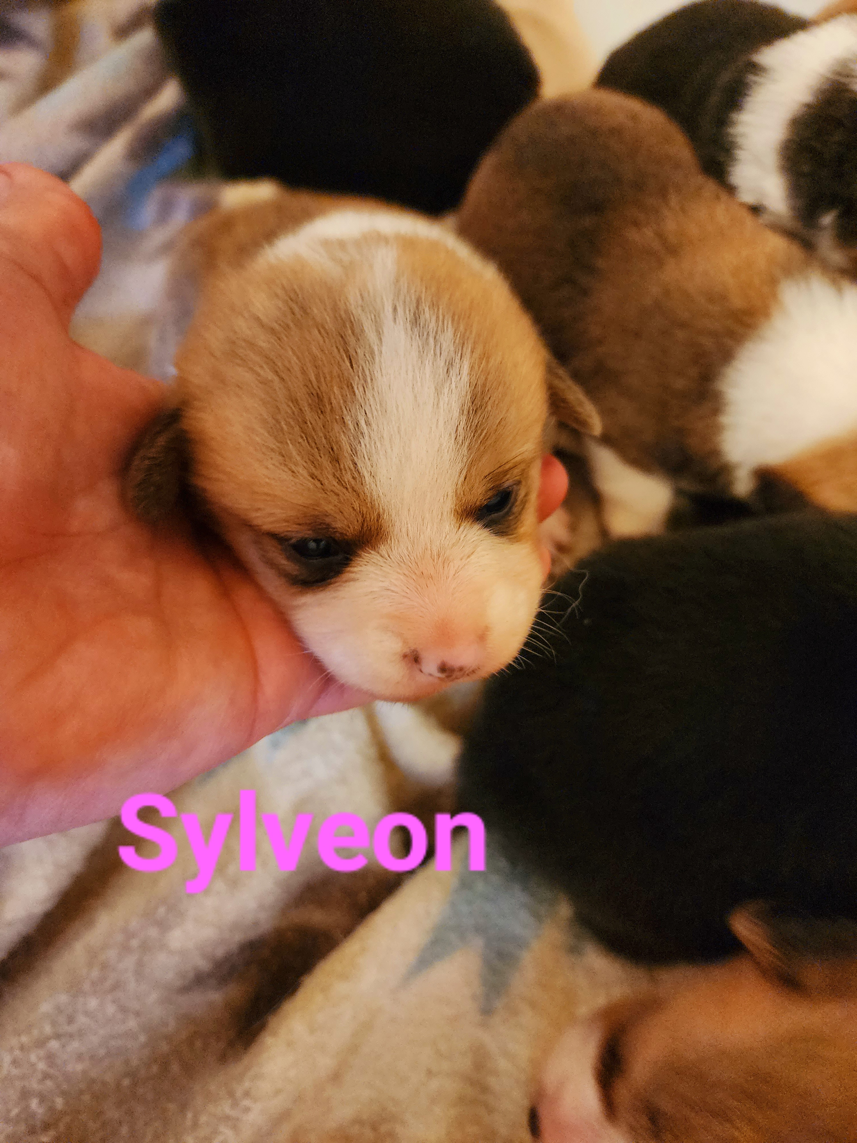 Sylveon - Red female Pembroke Welsh Corgi puppy in Kingman, Kansas from Tiny Titans K9