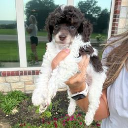 Muffin - Brown male Poodle puppy in Sperry, Oklahoma from PuppyLove Poodles