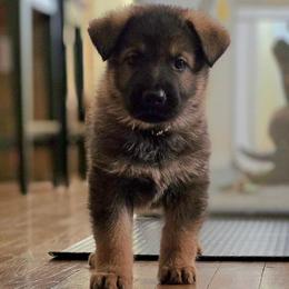 Black collar (Bandit) - Sable male German Shepherd puppy in Hermitage, Pennsylvania from Shepherds of the Hundred Acres