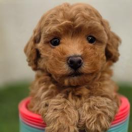 Mango - Red male Maltipoo puppy in San Diego, California from Maltipoos SD