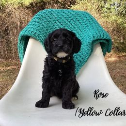Australian Labradoodle Puppies from Doodles in Bloom