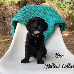 Australian Labradoodle Puppies from Doodles in Bloom