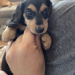 Dachshund Puppies from Willow River Dachshunds