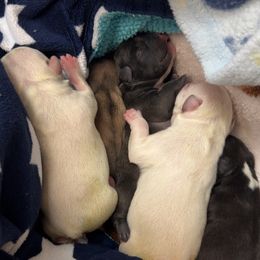 French Bulldog puppies from River Region Bullies