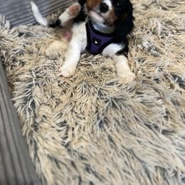 Cavalier King Charles Spaniel Puppies from AustinCavalier
