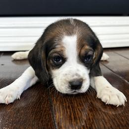Trigger - Black tan and white male Beagle puppy in Walnut Grove, Missouri from C & L Beagles and Bassets