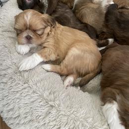 Shih Tzu Puppies from Jessica Diangson's Shih Tzus