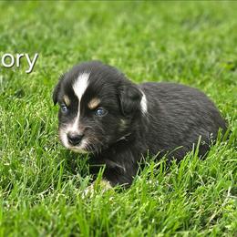 Glory - Black tri female Miniature Australian Shepherd puppy in Owensboro, Kentucky from JnT's Bluegrass Mini Aussies