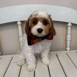 Dasher - Brown Collar - Blenheim male Cavapoo puppy in South Jordan, Utah from Simply Sweet Paws. LLC