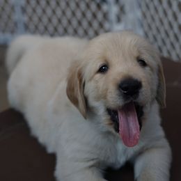 Golden Retriever and Goldendoodle Puppies from Guppy Puppies
