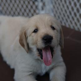 Golden Retriever and Goldendoodle Puppies from Guppy Puppies