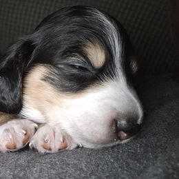 Dachshund Puppies from Mini Dachshund Loves