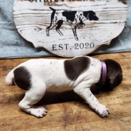 German Shorthaired Pointer Puppies from Calico Kennels