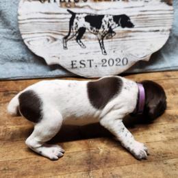 German Shorthaired Pointer Puppies from Calico Kennels