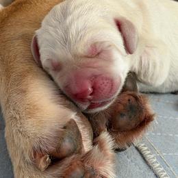 Girl 4 - Yellow female Labrador Retriever puppy in Carmichael, California from Red Barn Family Labs